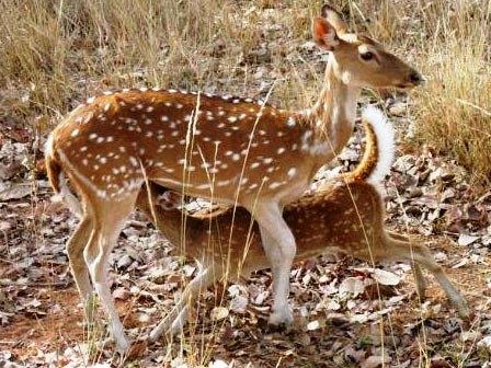 Ciervos Parque nacional de Kanha