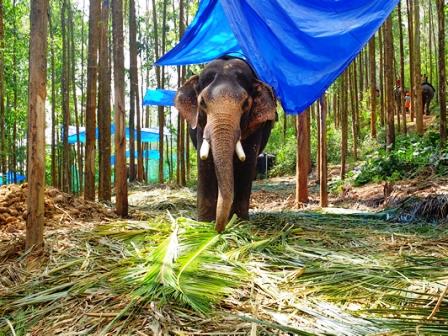 Elephant Ride, Munnar