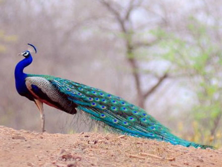 Pavo real Parque nacional de Kanha