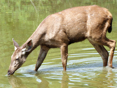 Sambar Parque nacional de Pench