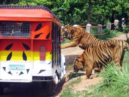 El safari del parque nacional de Pench